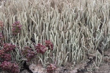 Cladonia rei