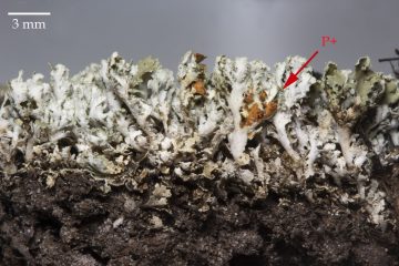 Cladonia caespiticia