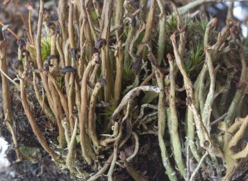 Cladonia macroceras