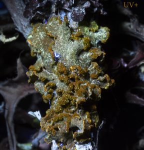 Vulpicida pinastri