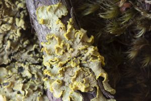 Vulpicida pinastri