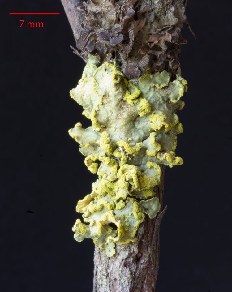Vulpicida pinastri