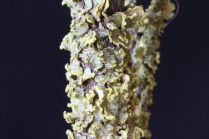 Vulpicida pinastri