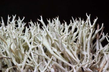 Cladonia uncialis subsp. uncialis
