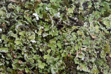 Cladonia humilis