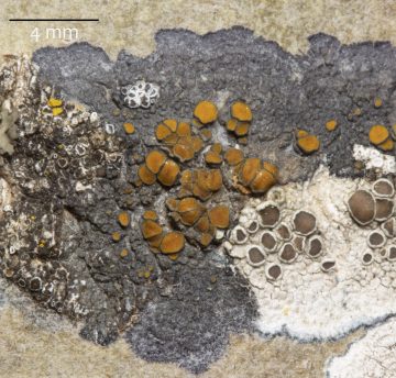 Caloplaca cerina