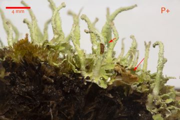 Cladonia ochrochlora