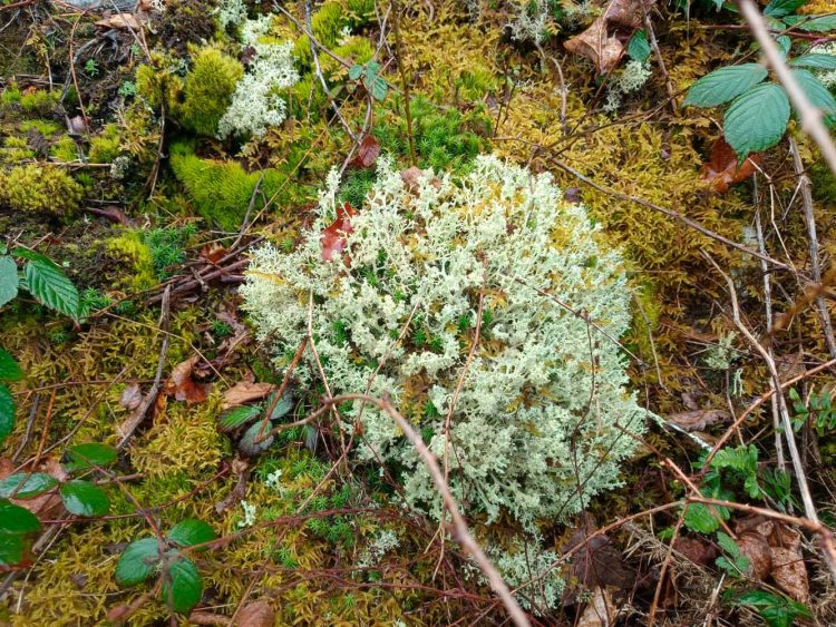 Cladonia portentosa
