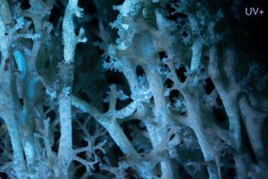 Cladonia portentosa