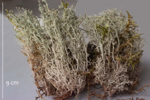 Cladonia portentosa