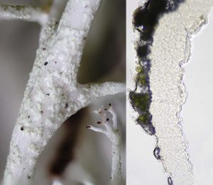 Cladonia portentosa