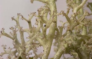 Cladonia portentosa