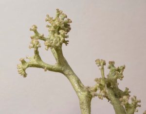 Cladonia portentosa