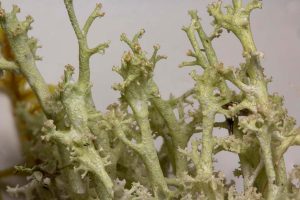 Cladonia portentosa