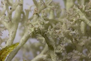 Cladonia portentosa