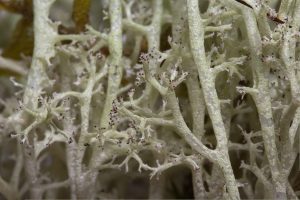 Cladonia portentosa