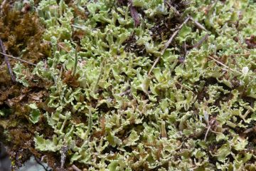 Cladonia ramulosa