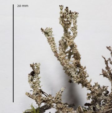 Cladonia squamosa
