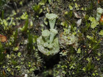 Cladonia cervicornis