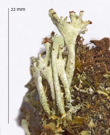 Cladonia digitata