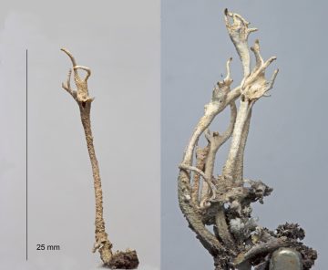 Cladonia subulata