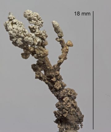 Stereocaulon vesuvianum