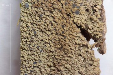 Hypocenomyce scalaris