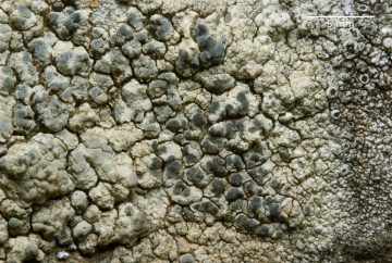 Lecanora sulphurea