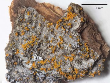 Gallowayella fulva