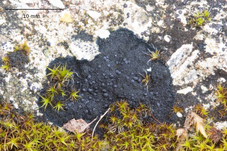 Placynthium nigrum