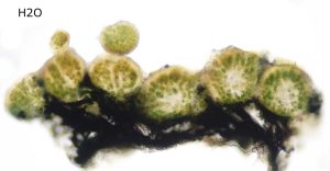 Placynthium nigrum