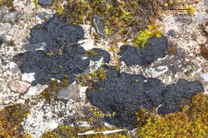 Placynthium nigrum