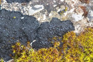 Placynthium nigrum