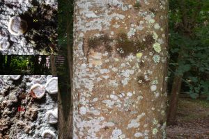 Lecanora albella