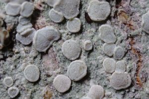 Lecanora albella