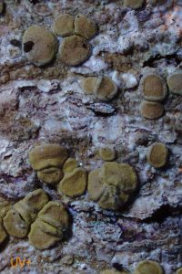 Lecanora albella