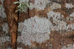 Lecanora albella