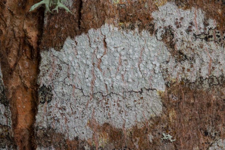 Lecanora albella