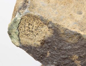 Buellia fusca