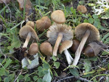 Inocybe hirtella var. hirtella
