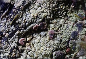 Trapeliopsis flexuosa