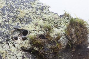 Trapeliopsis flexuosa
