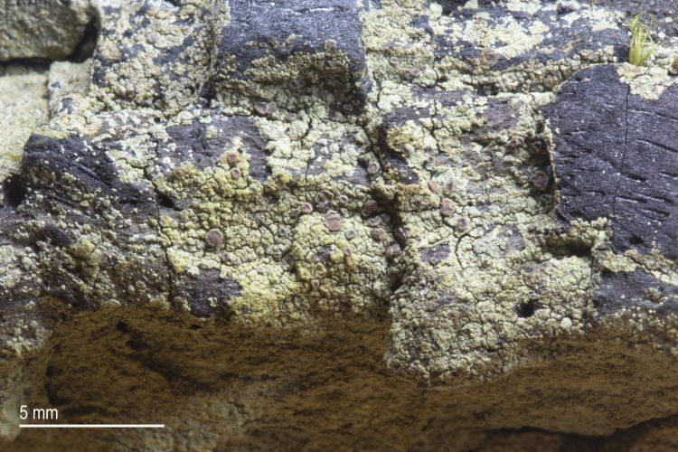 Trapeliopsis flexuosa