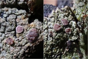 Trapeliopsis flexuosa