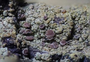 Trapeliopsis flexuosa