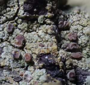 Trapeliopsis flexuosa