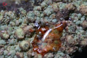Trapeliopsis flexuosa