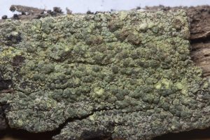 Trapeliopsis flexuosa