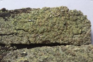 Trapeliopsis flexuosa