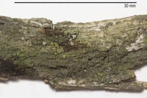 Trapeliopsis flexuosa